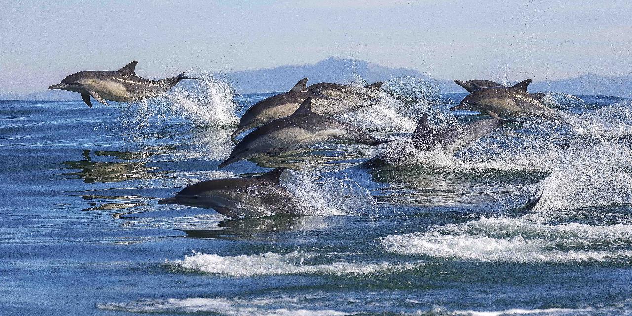 Dolphin & Wildlife Cruise - Half day - Tauranga departure