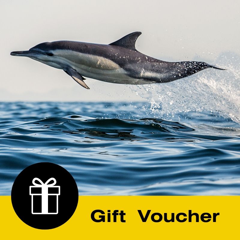 Gift Voucher: Dolphin & Wildlife Cruise - Half Day - Bay ...