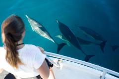 Dolphin & Wildlife Cruise - Half day - Tauranga departure