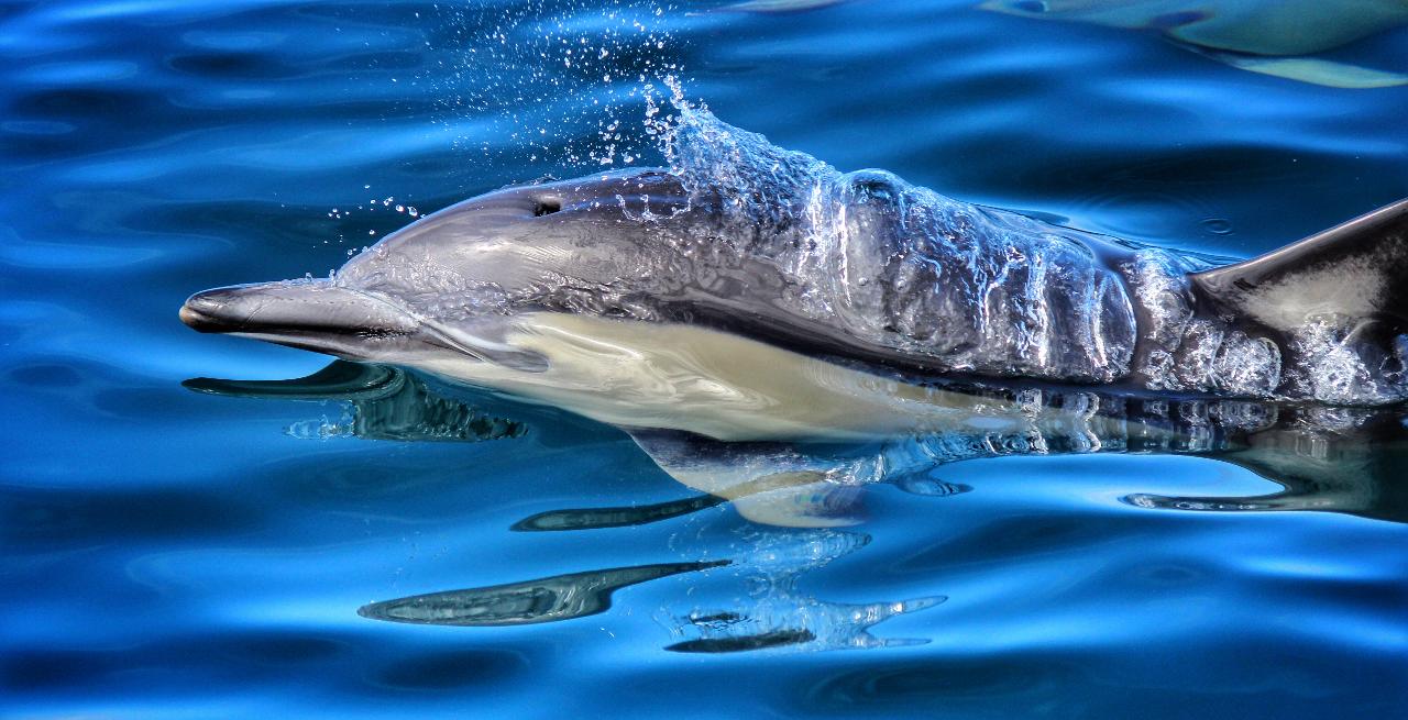 Dolphin & Wildlife Cruise - Pick-up Rotorua with vehicle transfer to Tauranga