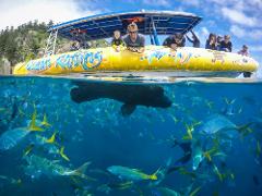 Daydream Island Southern Lights tour