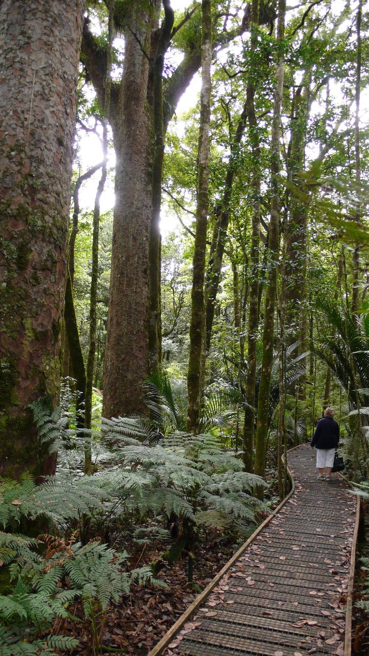 Bay Of Islands Cruise Ship Excursion with Glow Worm Caves 