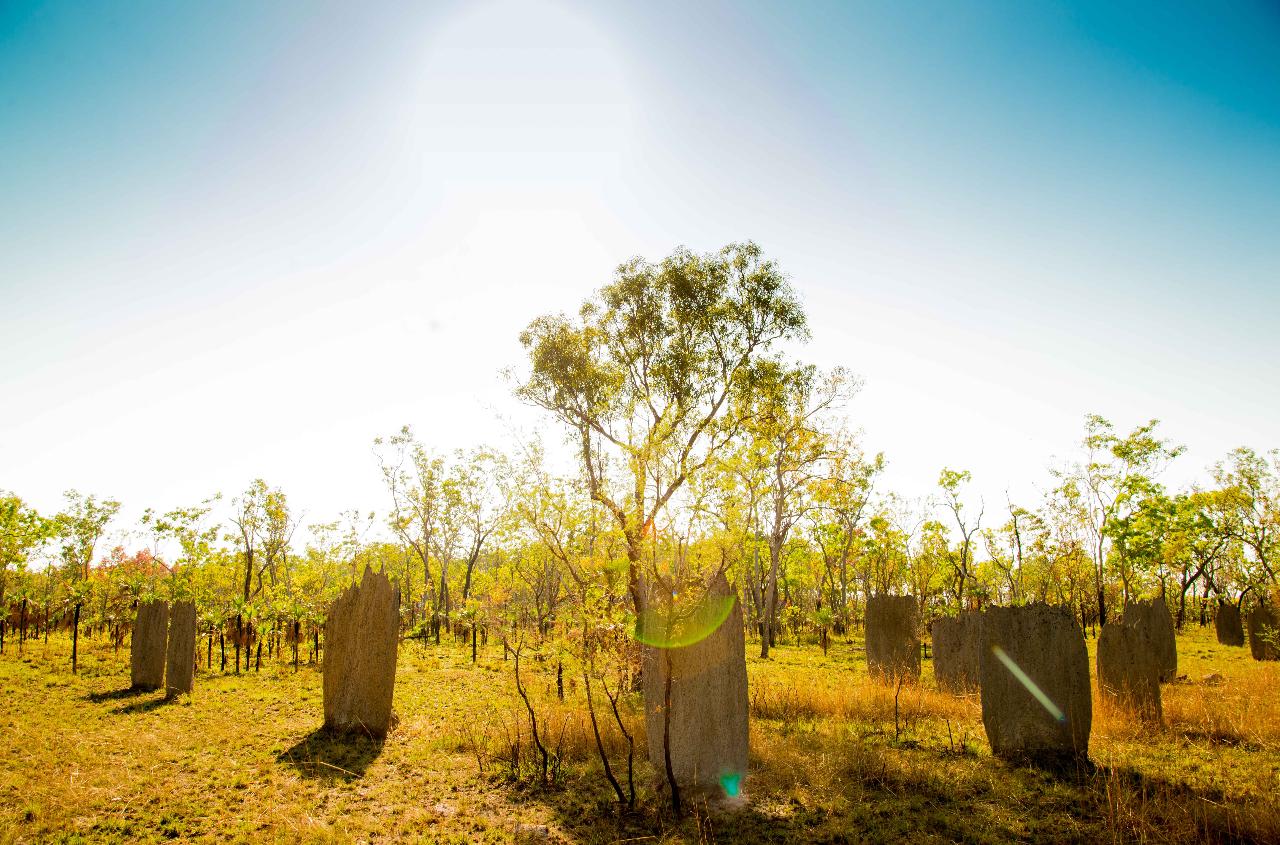 Litchfield National Park: 1-day Tour