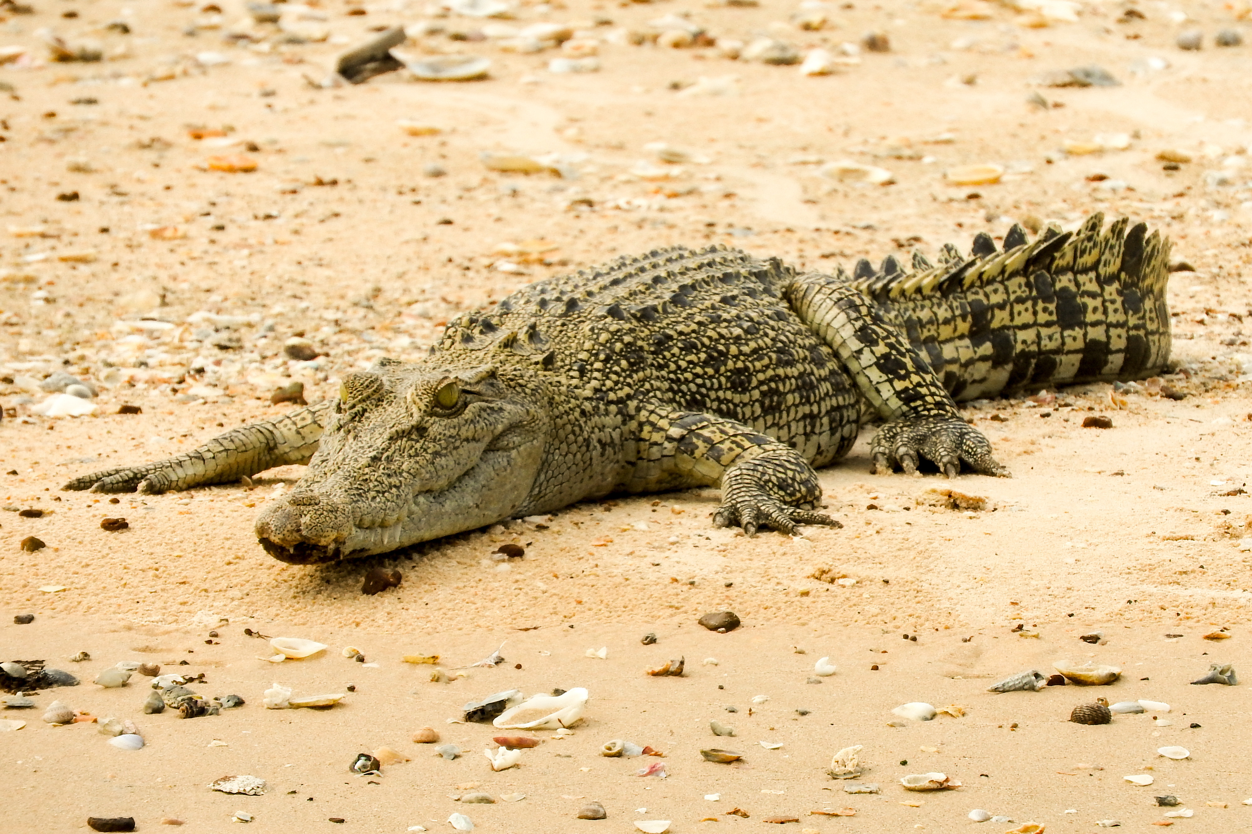The Best of the Top End