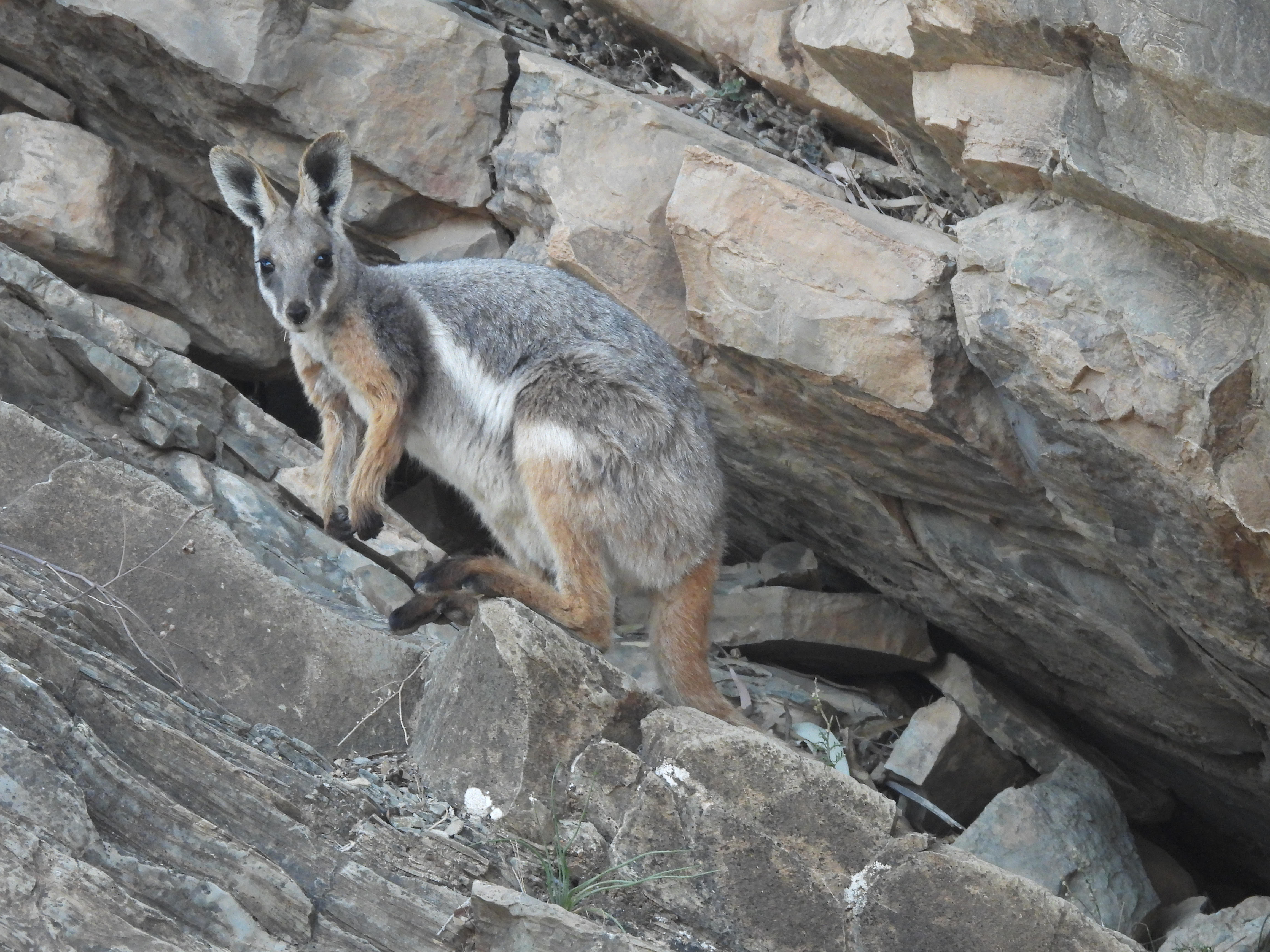 5-day Lake Eyre Special