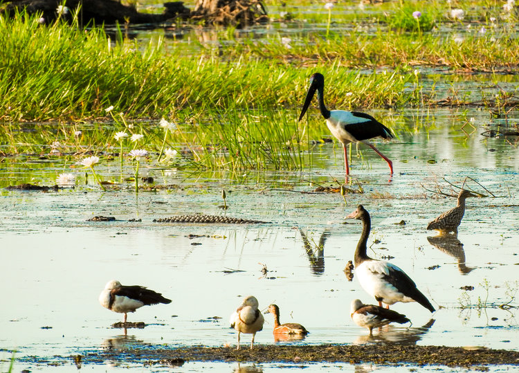 Kakadu National Park Day Tour