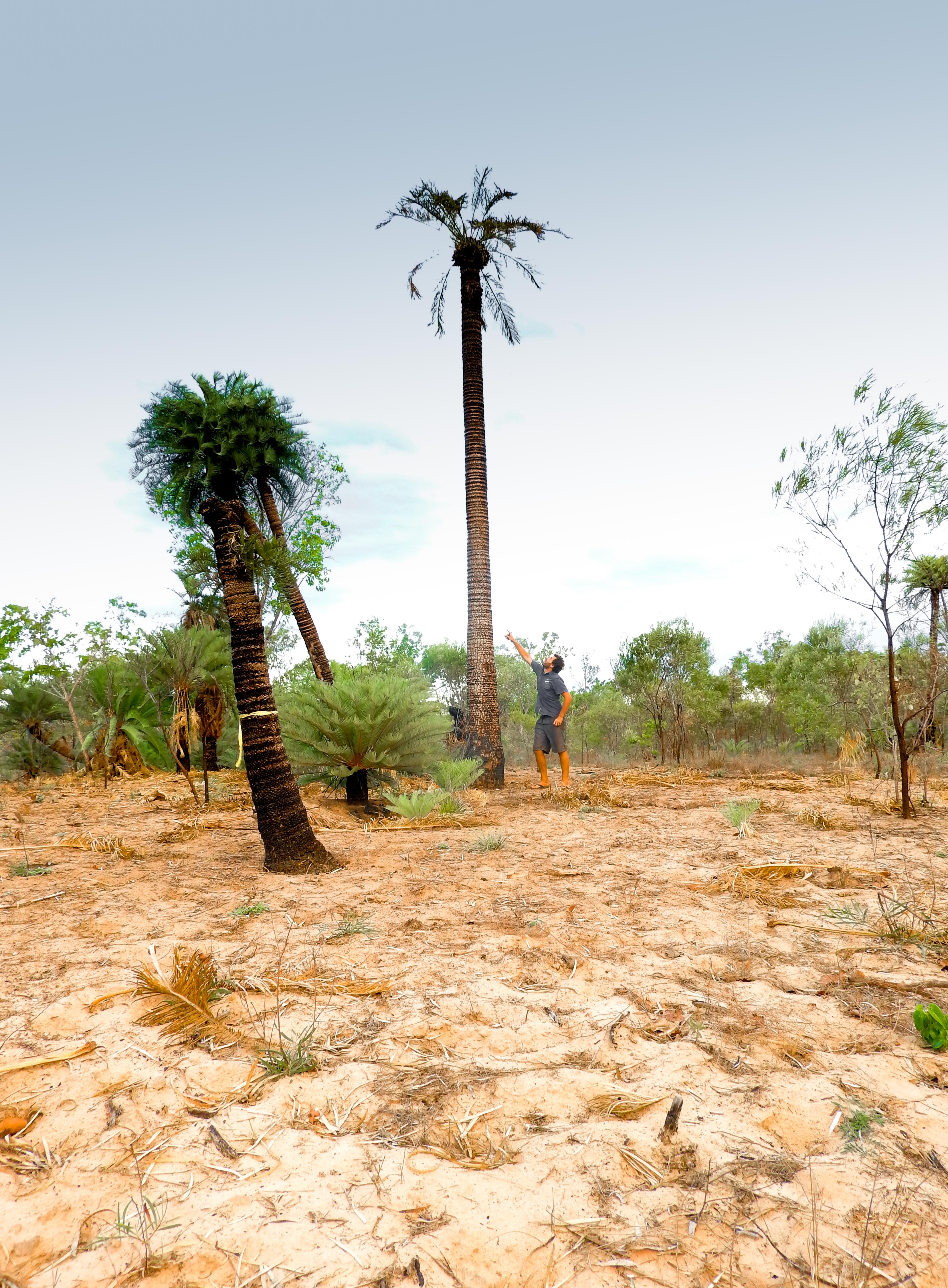 Darwin to Cairns: 11-day tour