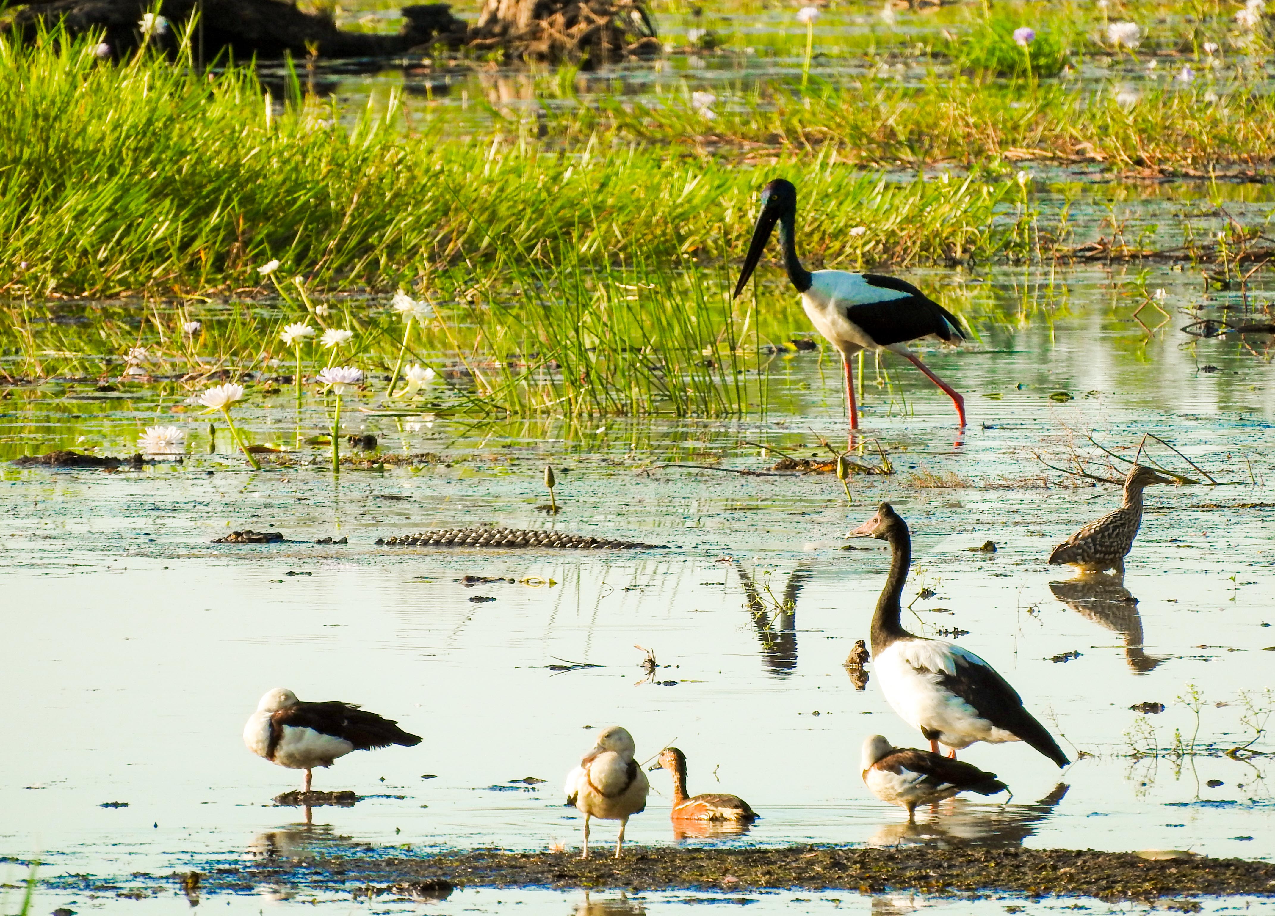 Darwin to Cairns: 11-day tour