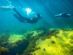 Kangaroo Island Ocean Safari - 2 hour SWIM with dolphin / seal / coastal snorkelling