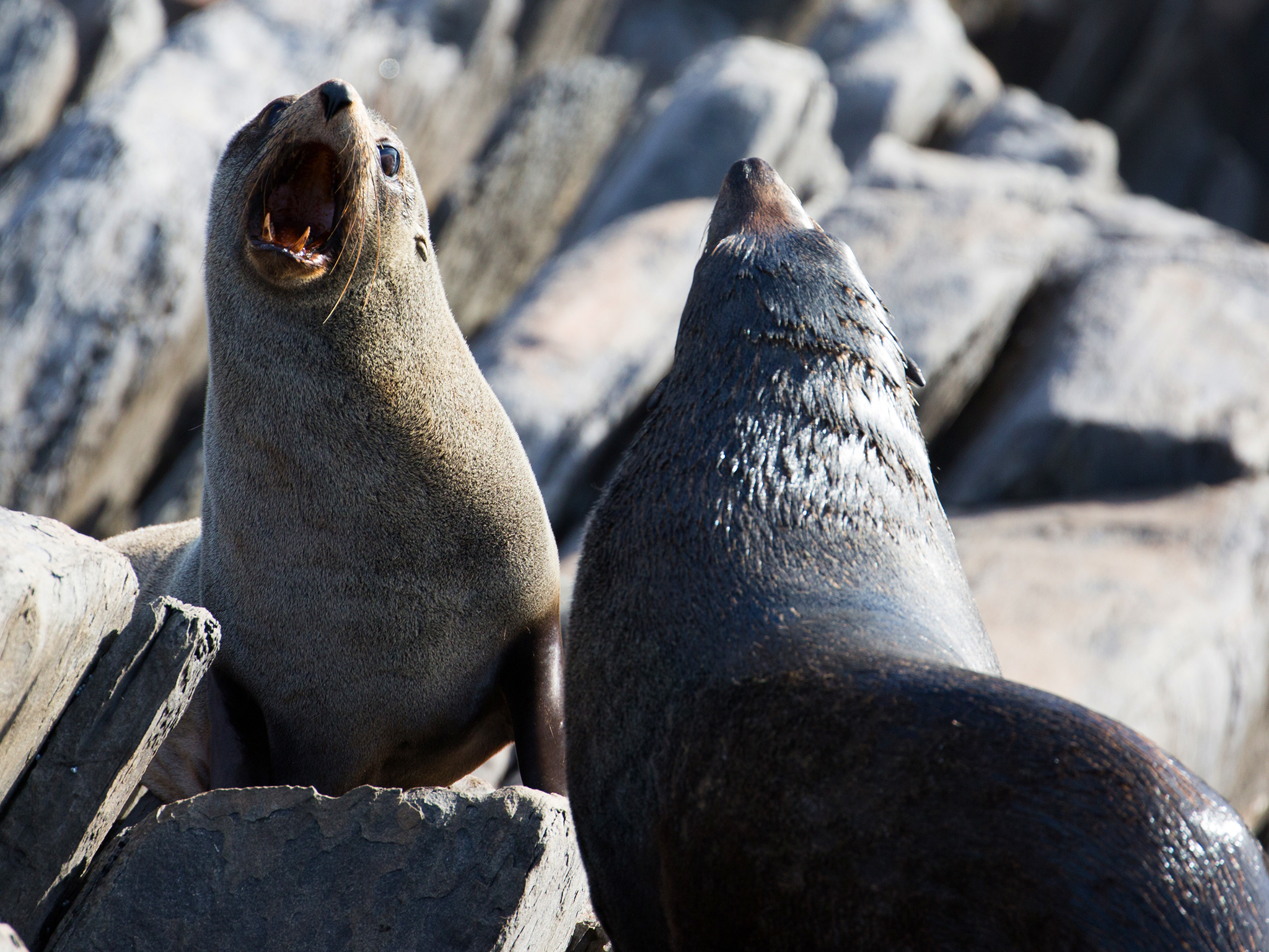 Private Charter - 38 Seater Vessel