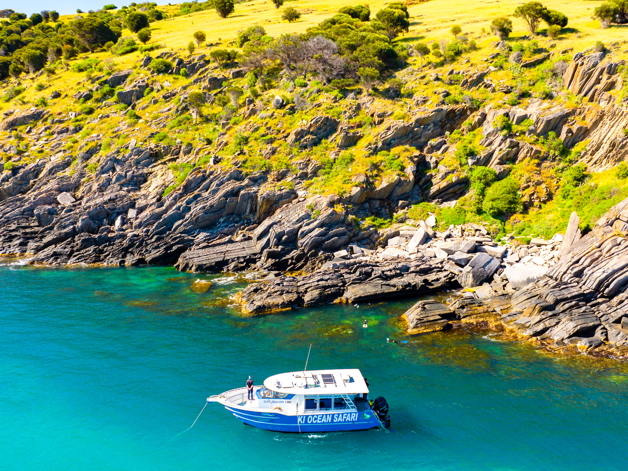 Private Snorkelling Charter - Swim with Seals/Dolphins/Coastal Snorkel