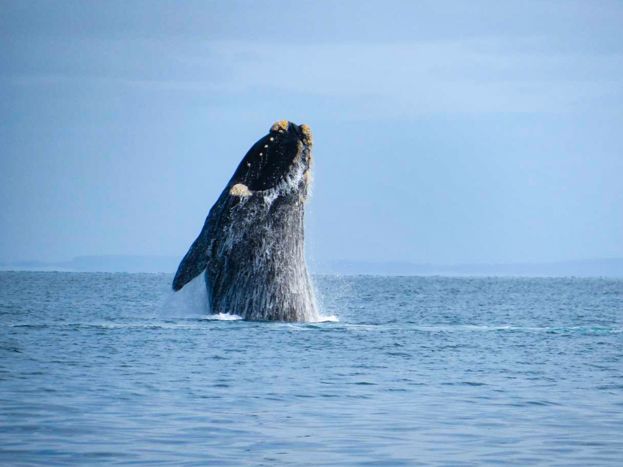 Private Snorkelling Charter - Swim with Seals/Dolphins/Coastal Snorkel