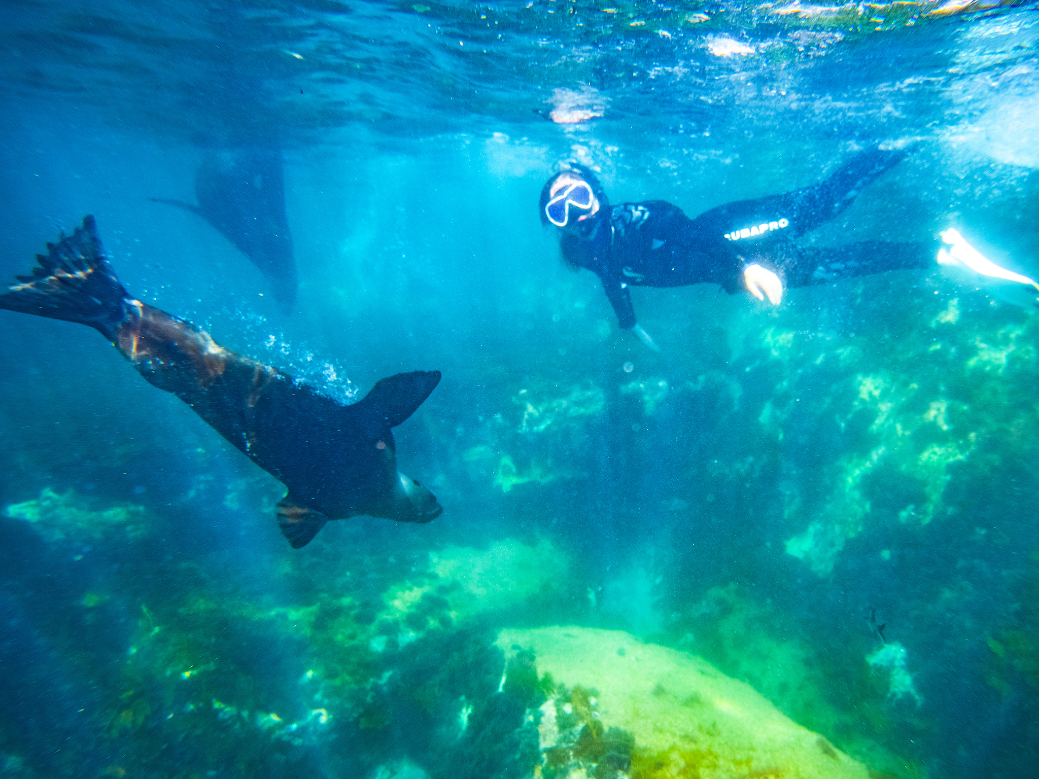 Private Snorkelling Charter - Swim with Seals/Dolphins/Coastal Snorkel