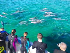 Gift Card - 2-Hour VIEW ONLY Safari with dolphin/seal/coastal snorkelling