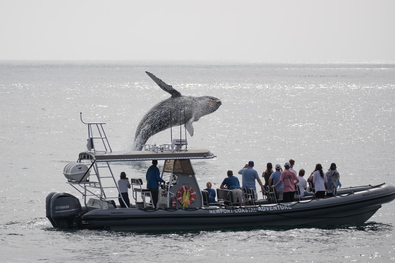 Limited Capacity: Ultimate Whale Watching Adventure - 15 Passengers Max