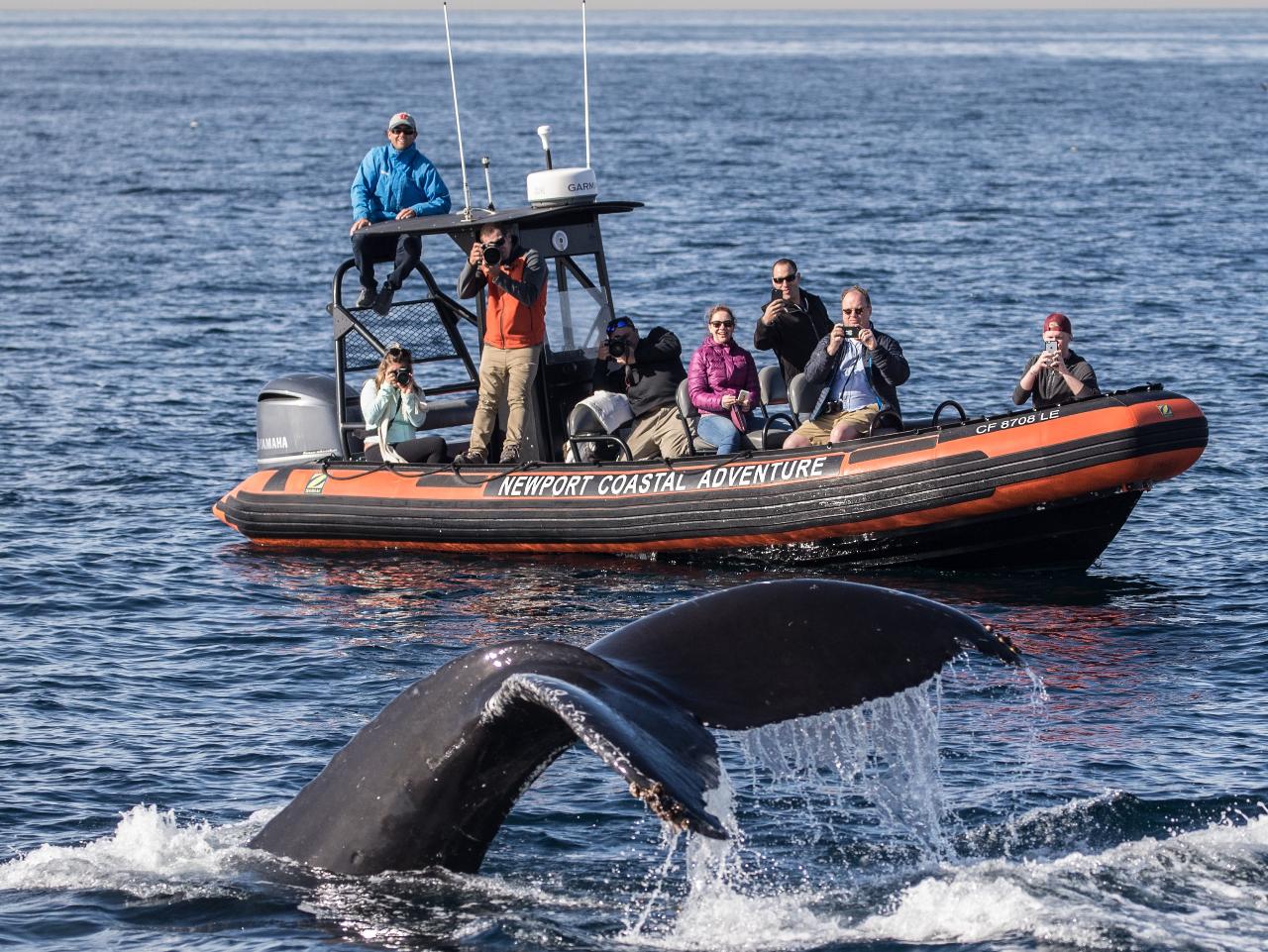 Ultimate Whale Watching- Intimate, Fast, More Sightings - Newport