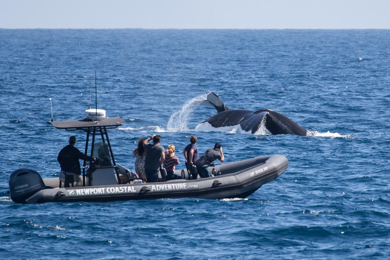 Six Passenger Whale Watching Adventure (2-6 People Max)