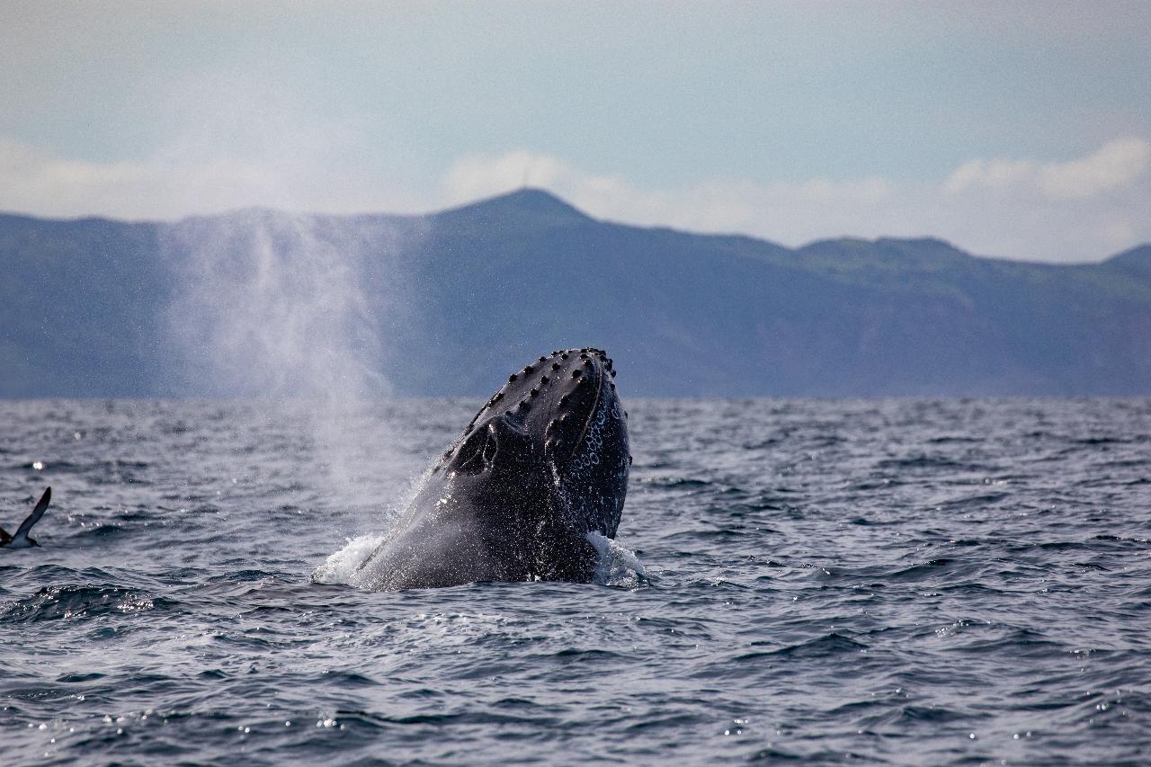 "Pacific Offshore Expeditions" All Day Whale Watch