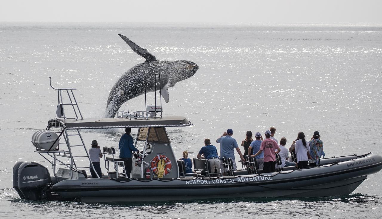 Ultimate Whale Watching- Intimate, Fast, More Sightings