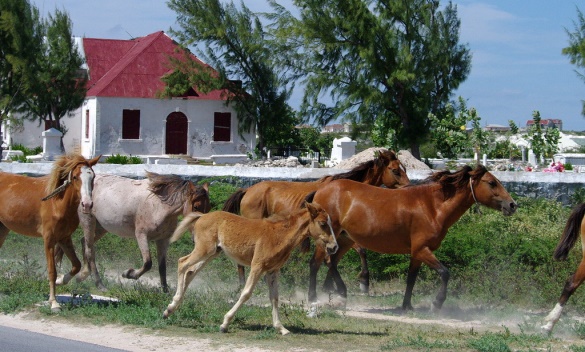 Grand Turk Private Natural Wildlife Photo Adventure Tour - Mama Dea ...