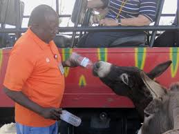 Donkey_drinking_water_from_the_bottle