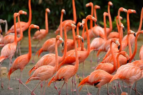 Flamingo_1