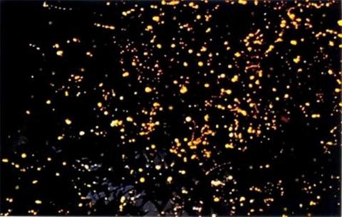 Firefly watching tour