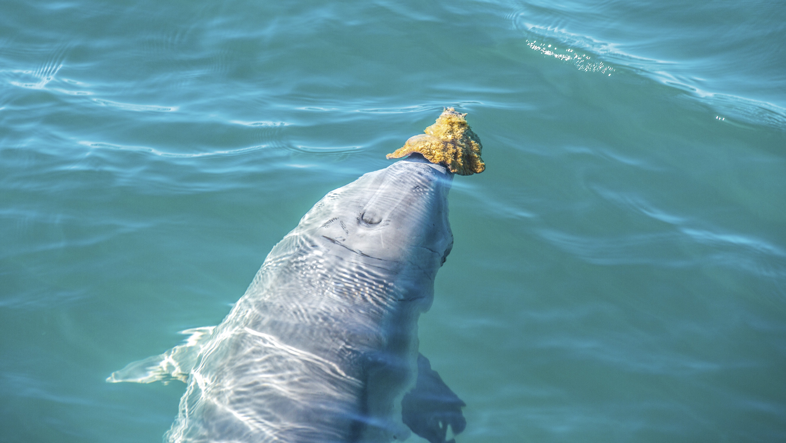 Pinnacles, Kalbarri, Monkey Mia, Shark Bay Four Day Tour