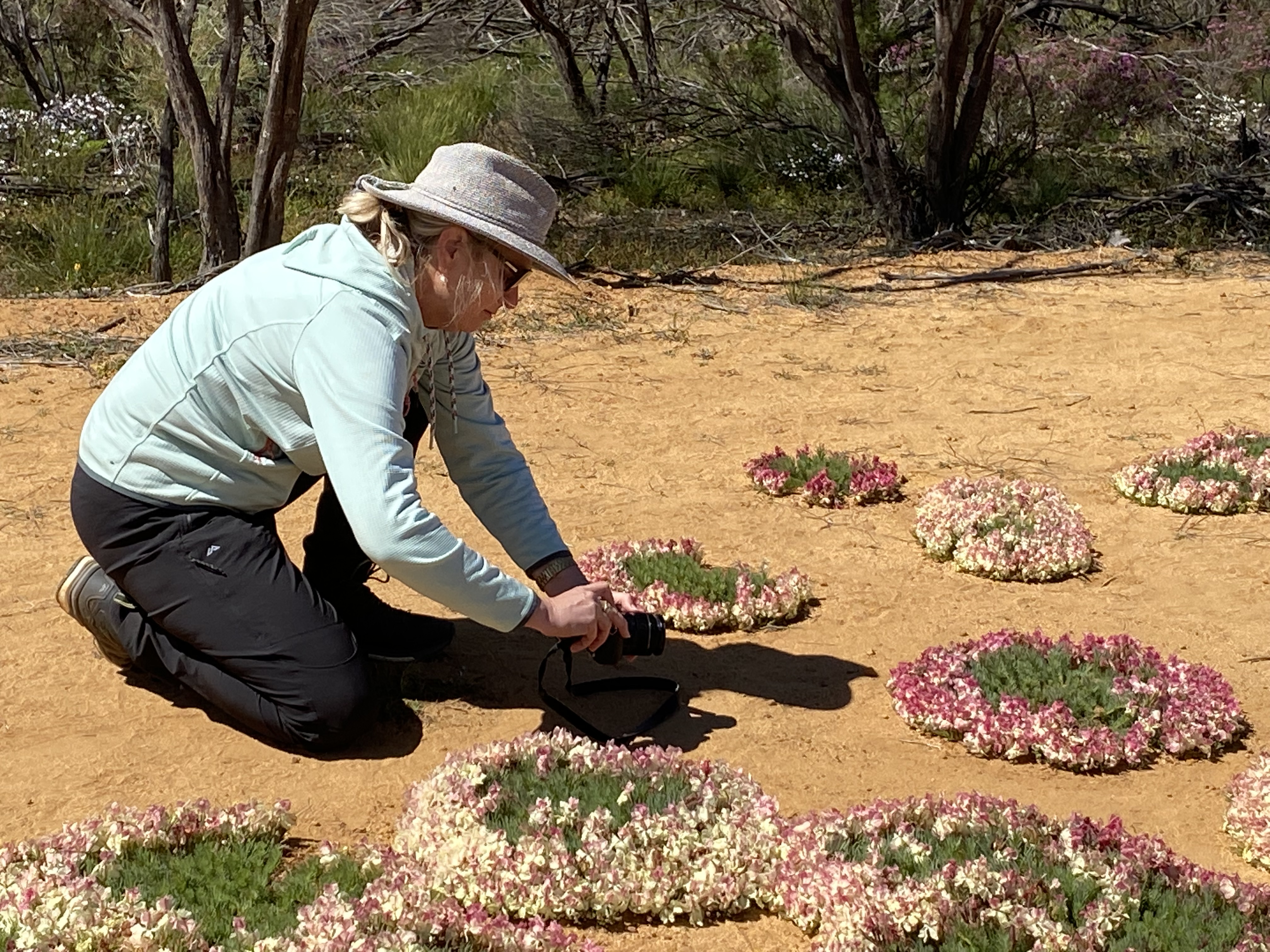 7 Day Outback Wildflower Tour
