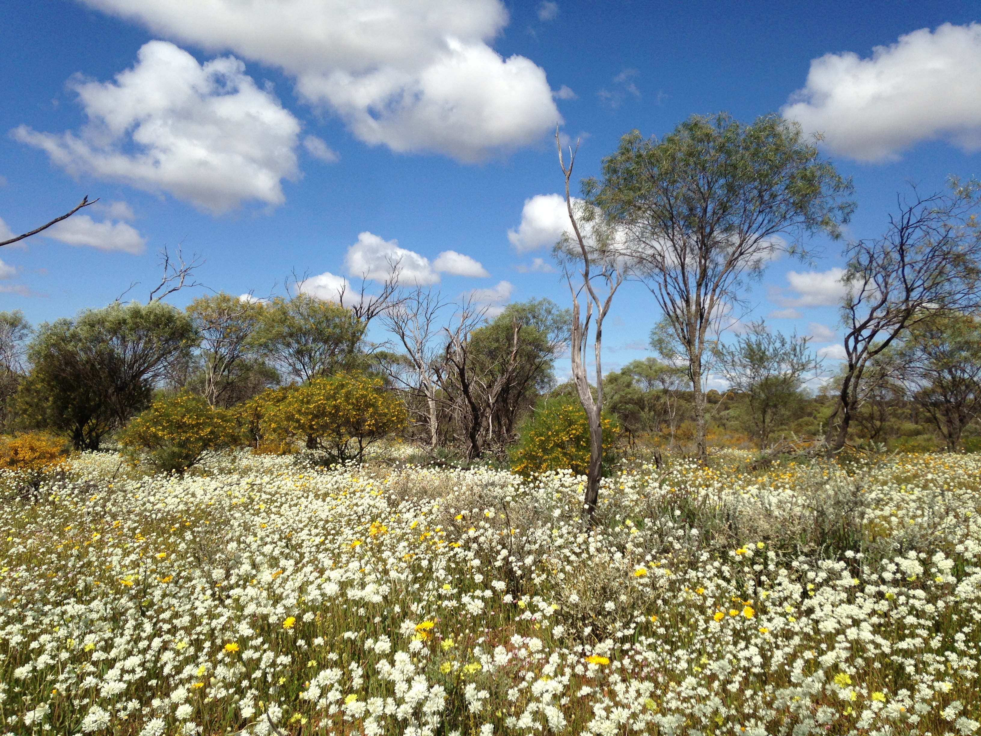 7 Day Outback Wildflower Tour