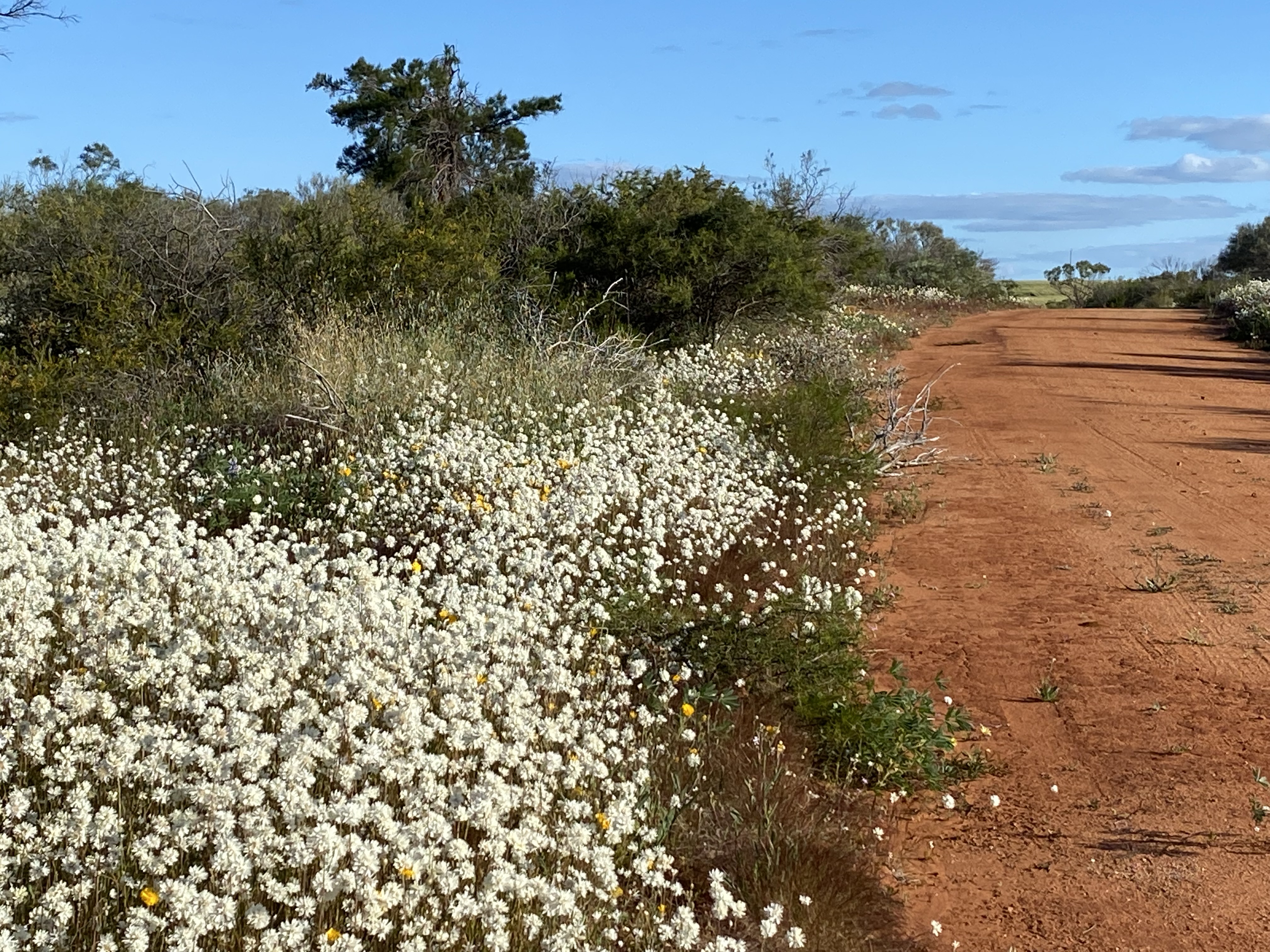 7 Day Outback Wildflower Tour