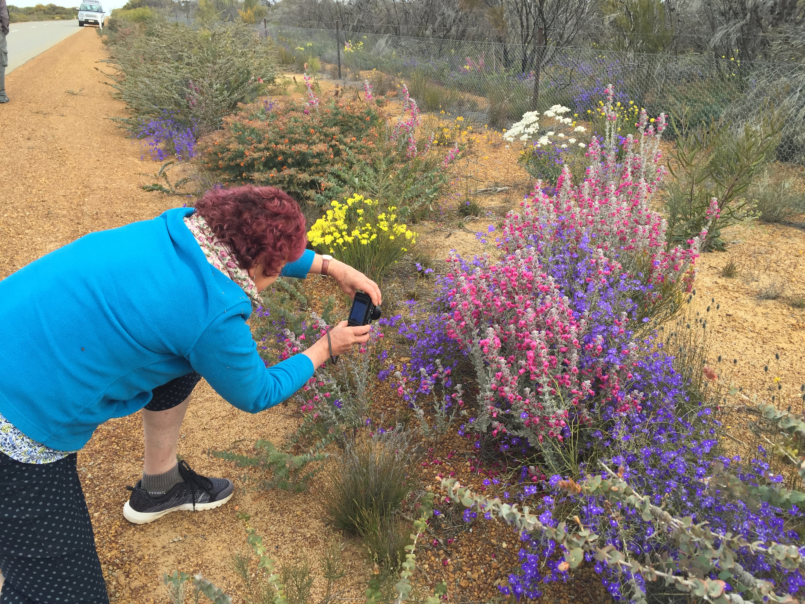 7 Day Outback Wildflower Tour