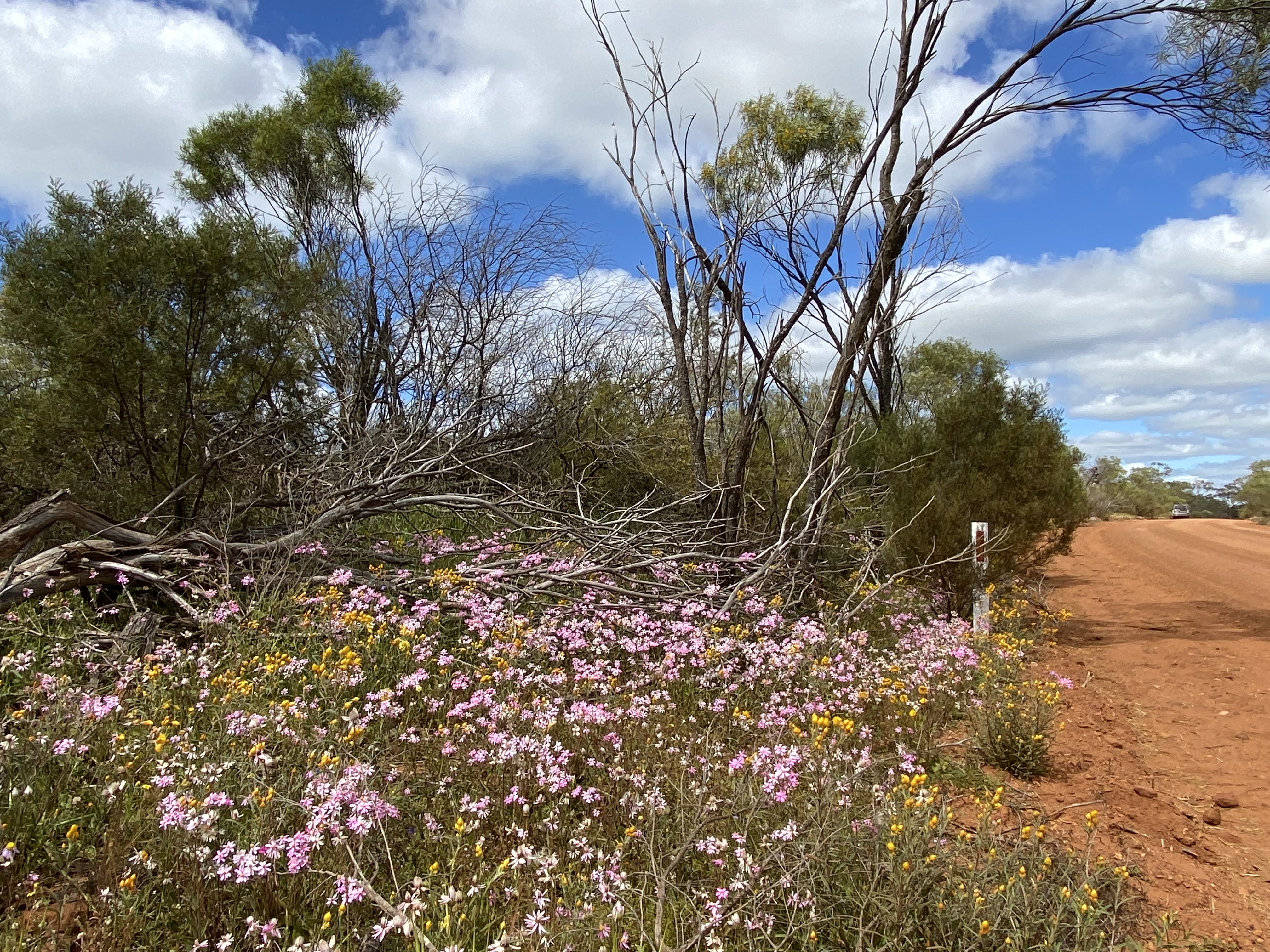 7 Day Outback Wildflower Tour