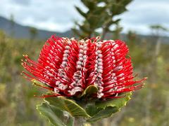 Southern WA Wildflower 4-Day Tour