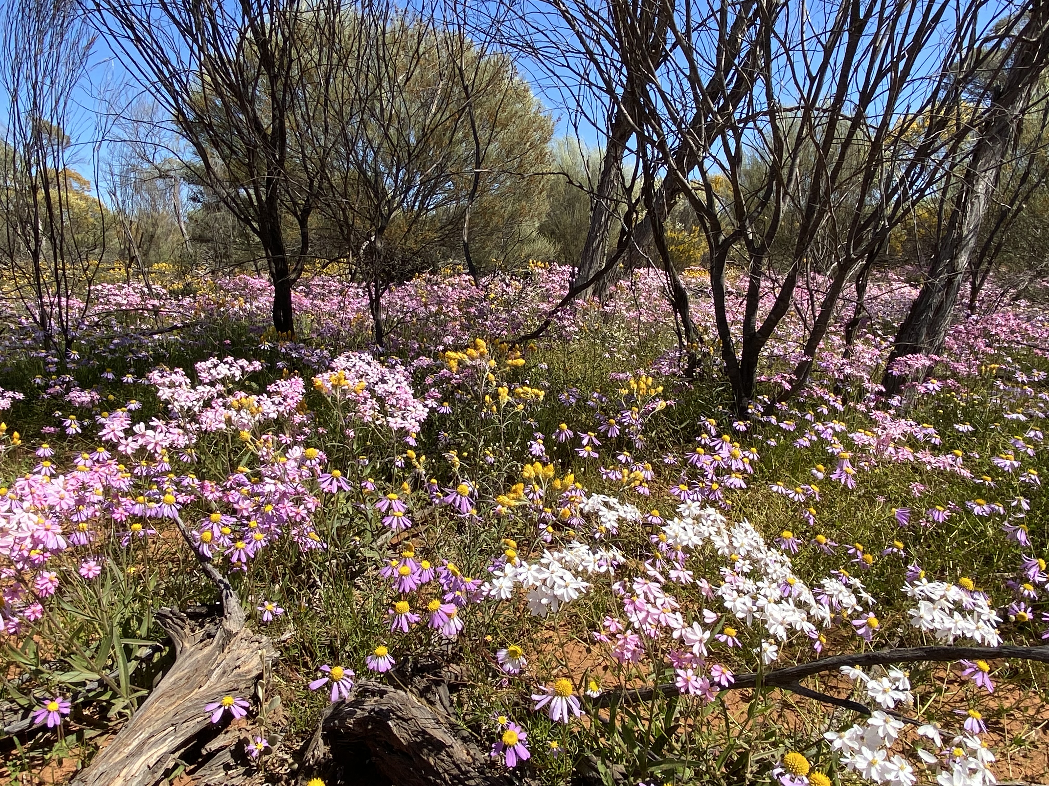 7 Day Outback Wildflower Tour