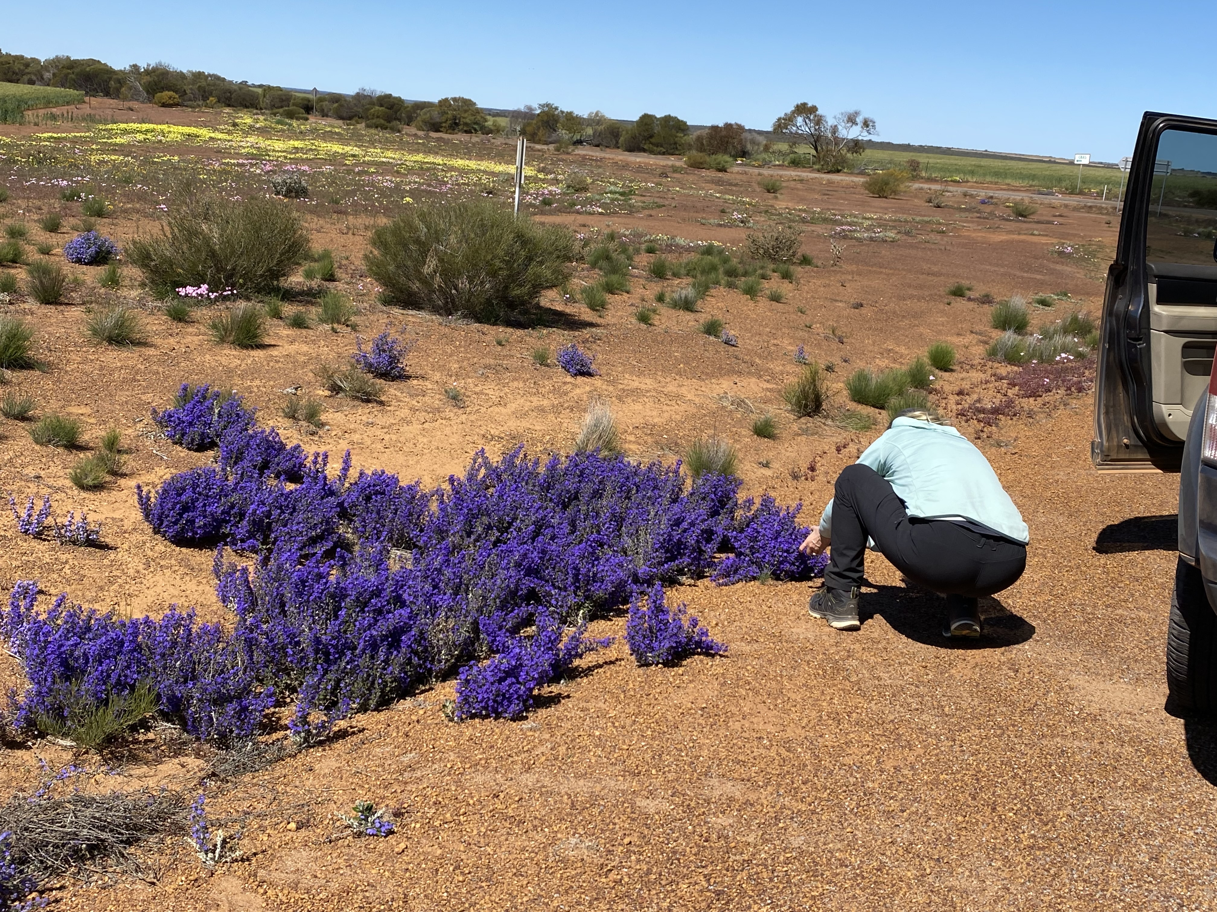 7 Day Outback Wildflower Tour