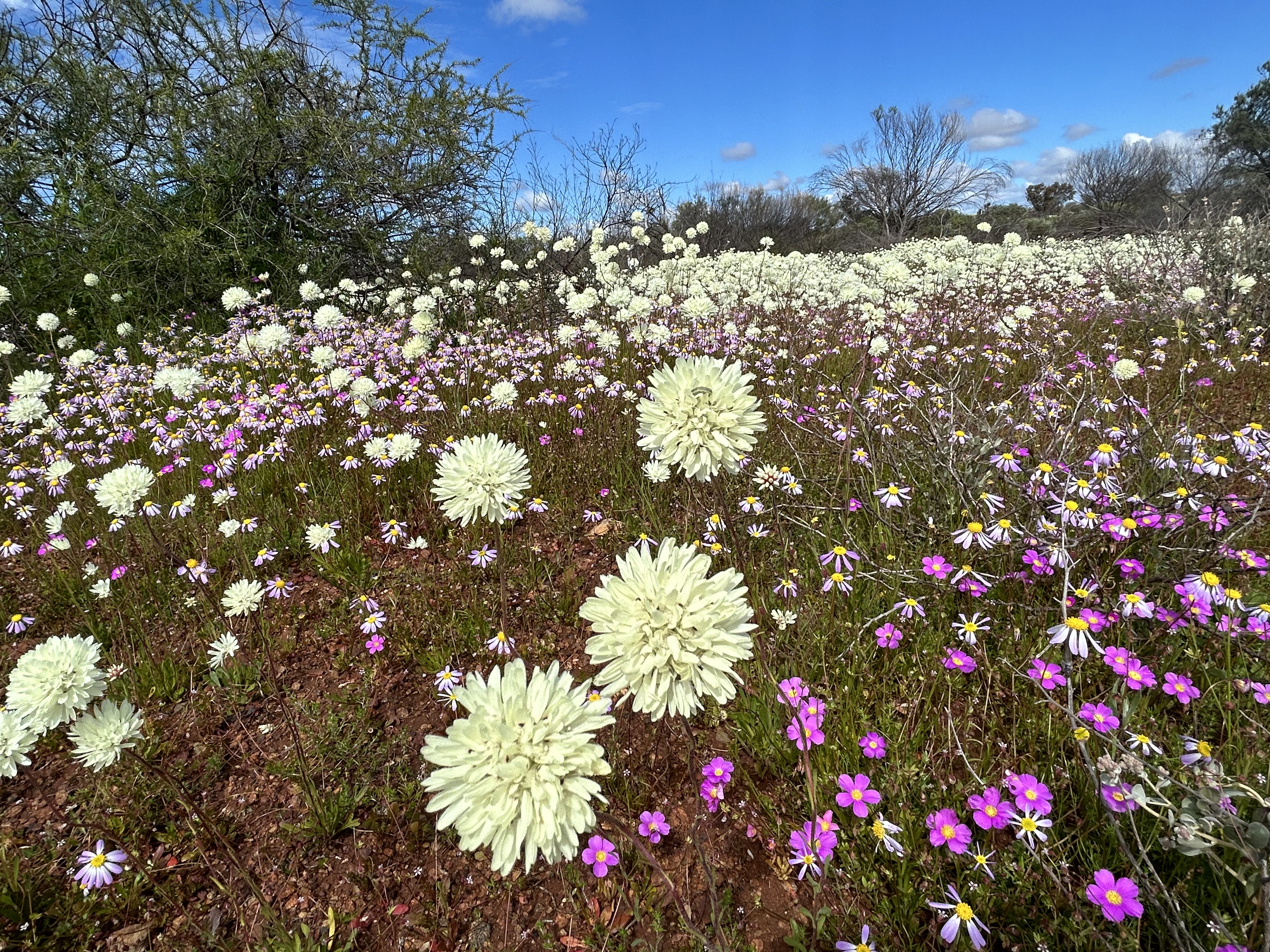 7 Day Outback Wildflower Tour
