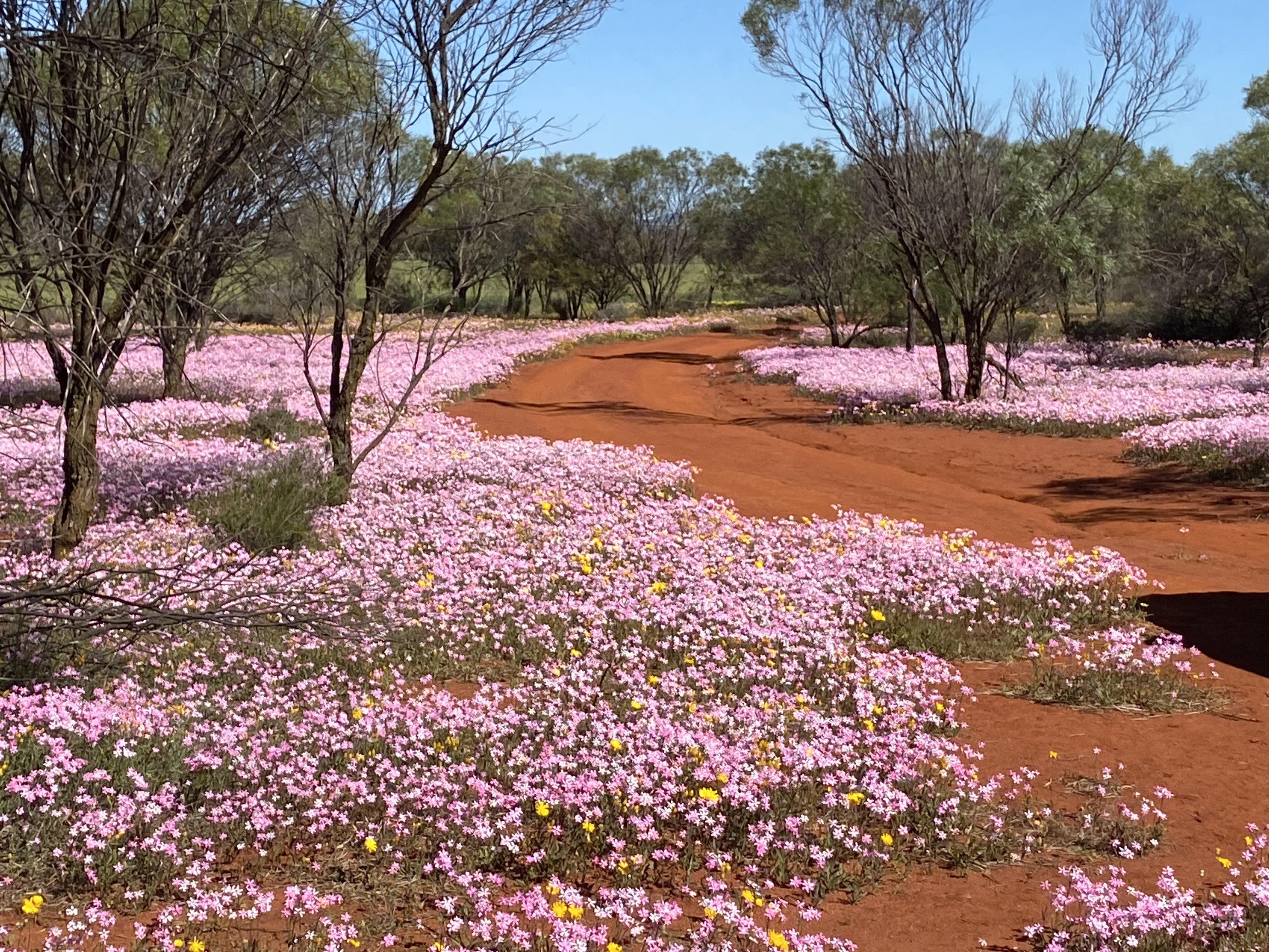 7 Day Outback Wildflower Tour