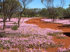 7 Day Outback Wildflower Tour 2025