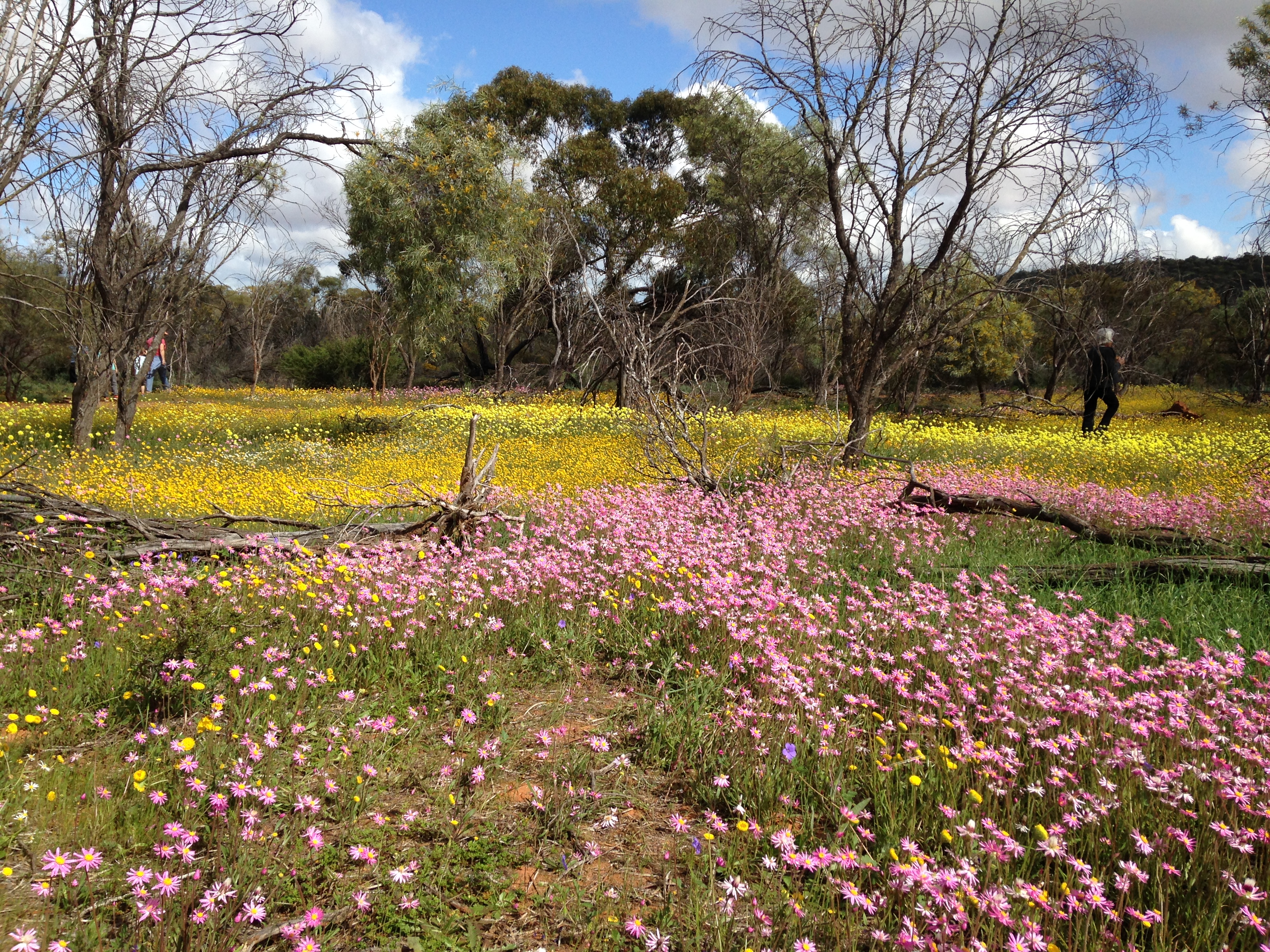 7 Day Outback Wildflower Tour