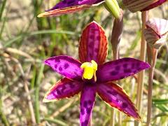 4 Day Southern Orchid and Wildflower Tour 2025