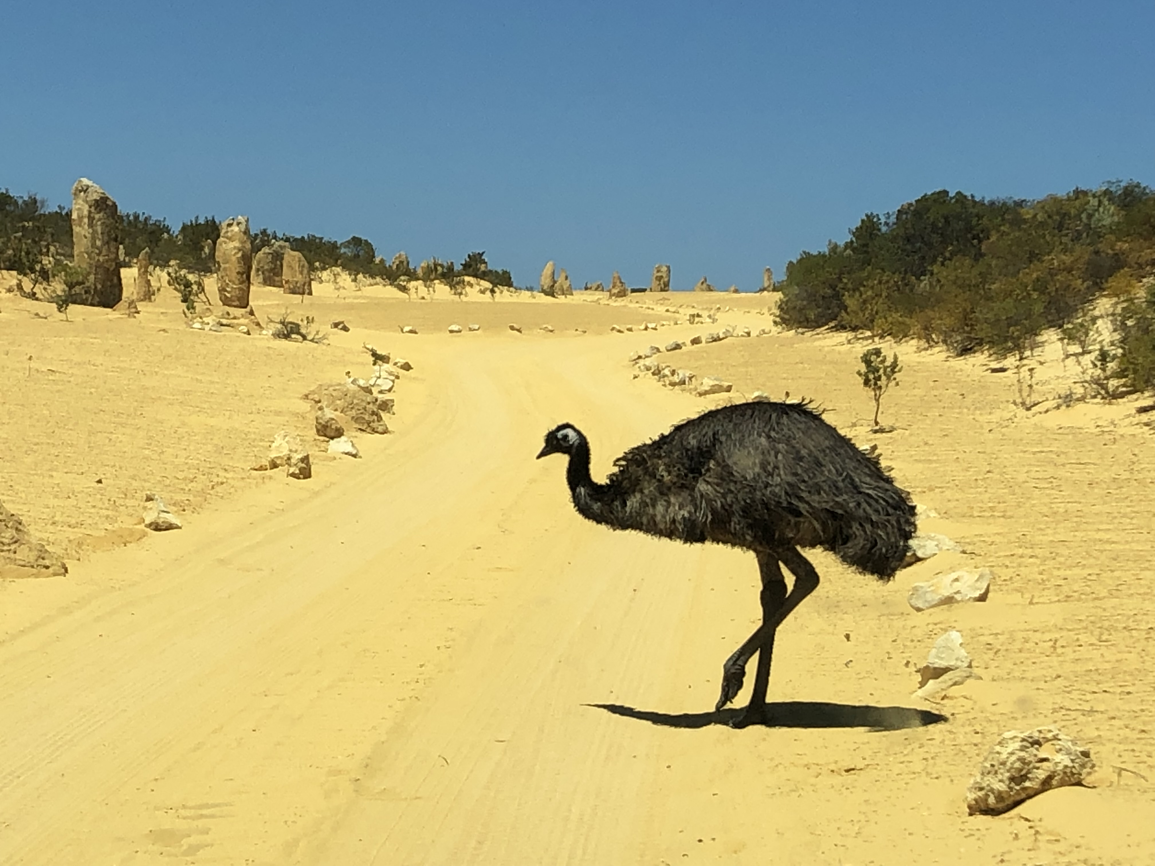 Pinnacles, Kalbarri, Monkey Mia, Shark Bay Four Day Tour