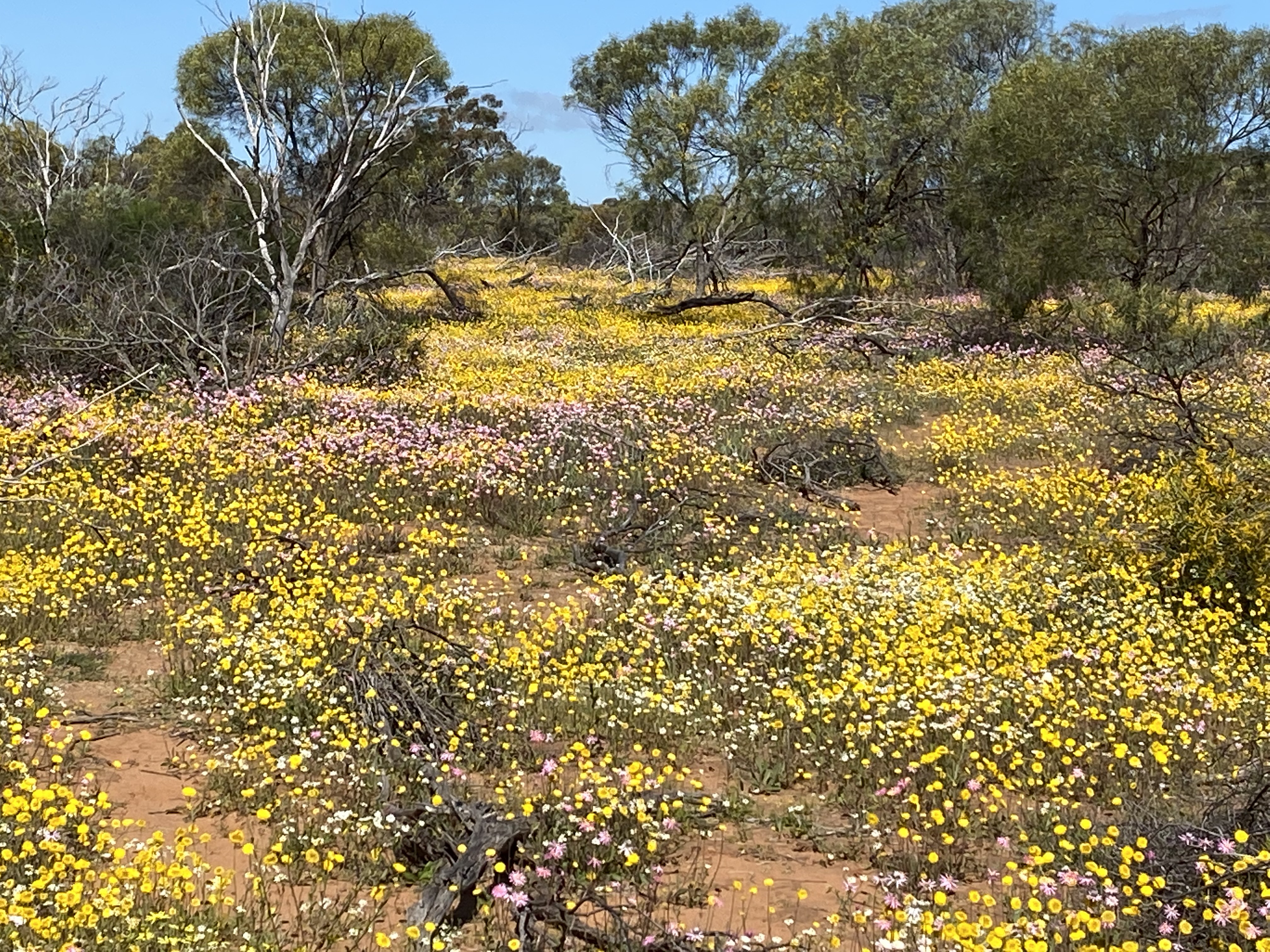 7 Day Outback Wildflower Tour