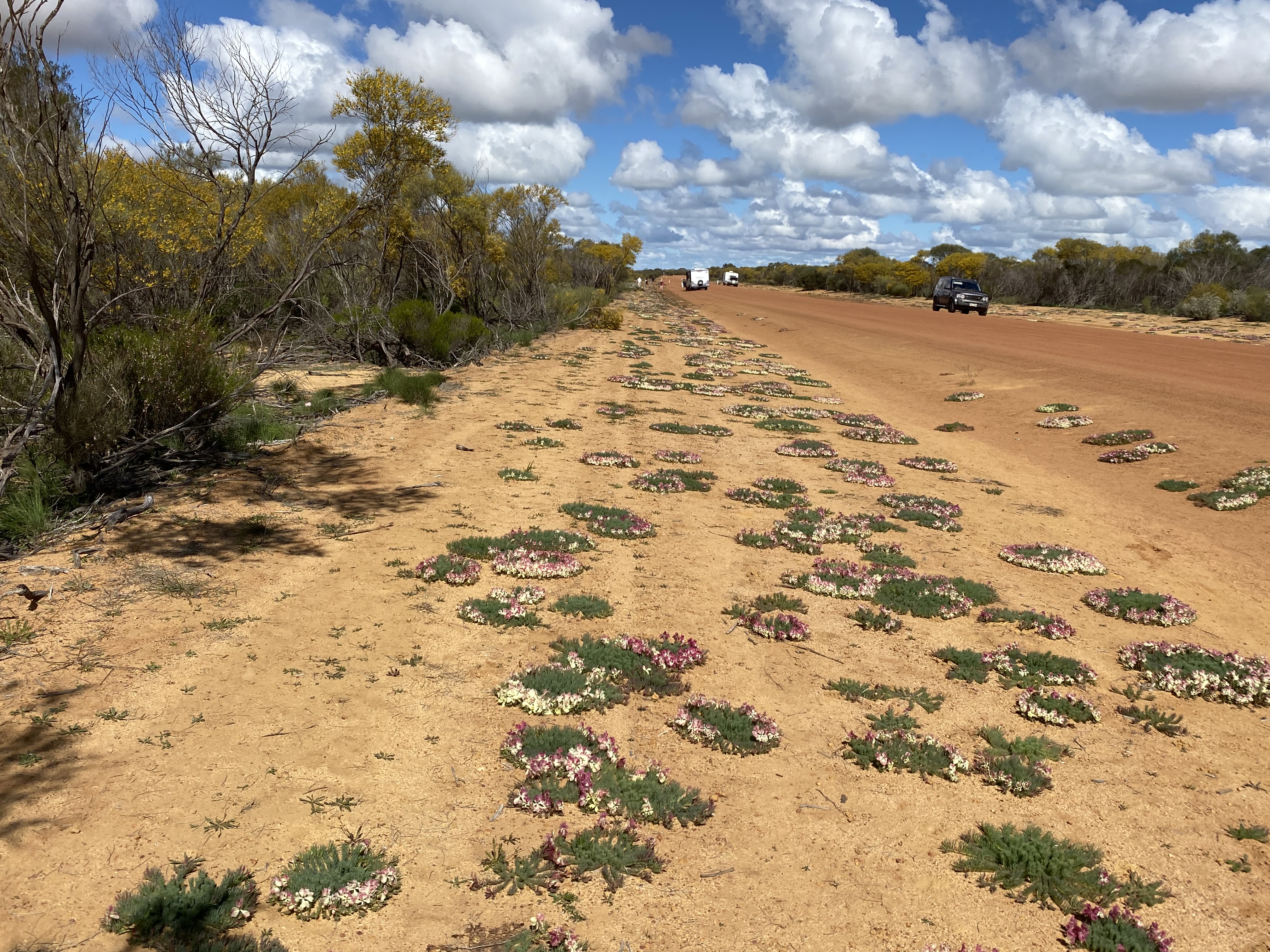 7 Day Outback Wildflower Tour
