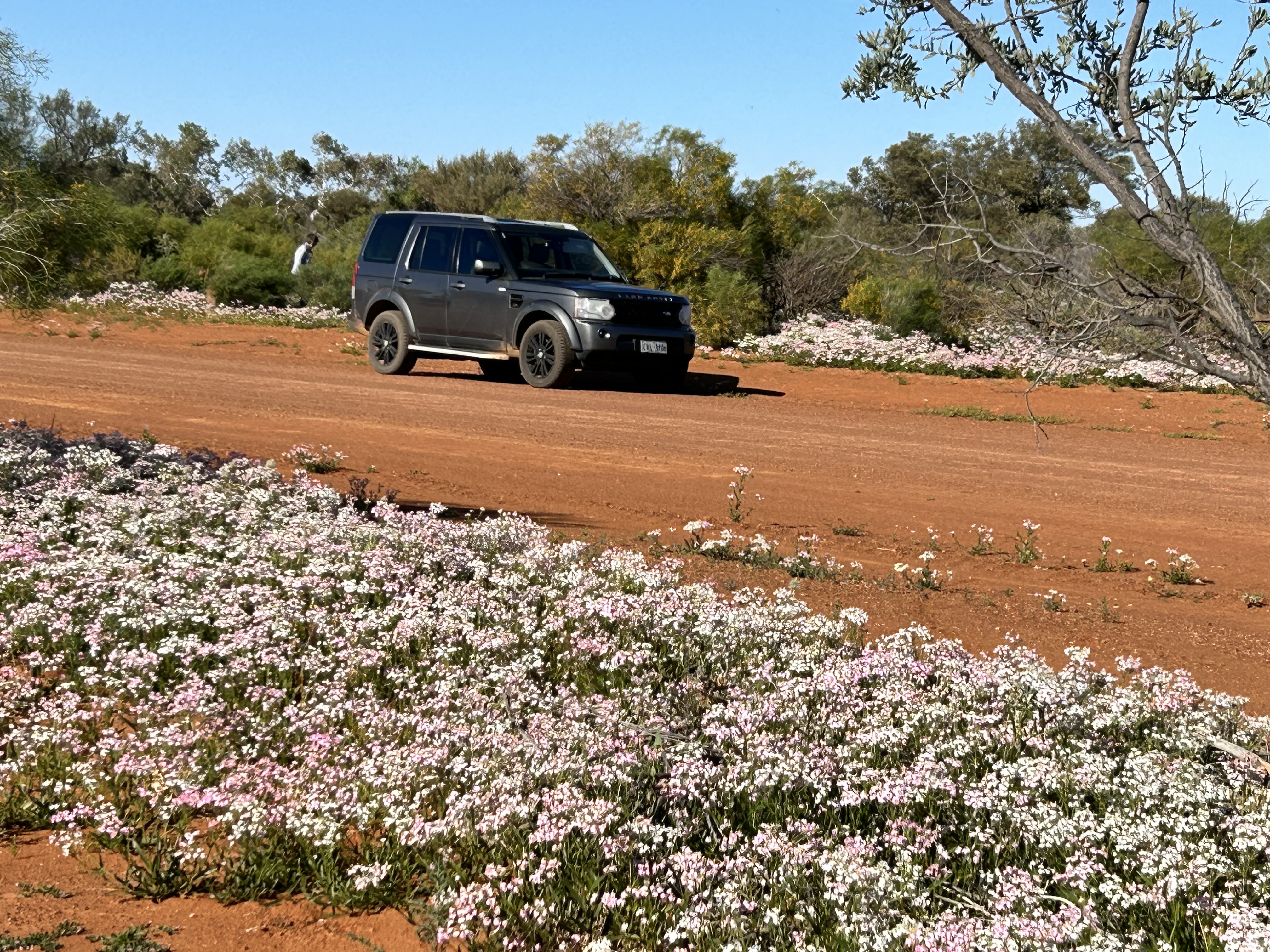 7 Day Outback Wildflower Tour