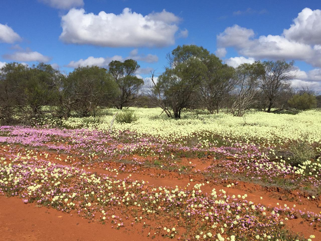 FOUR DAY NORTHERN WILDFLOWER TOUR 2024 Luxury Outback Tours Reservations