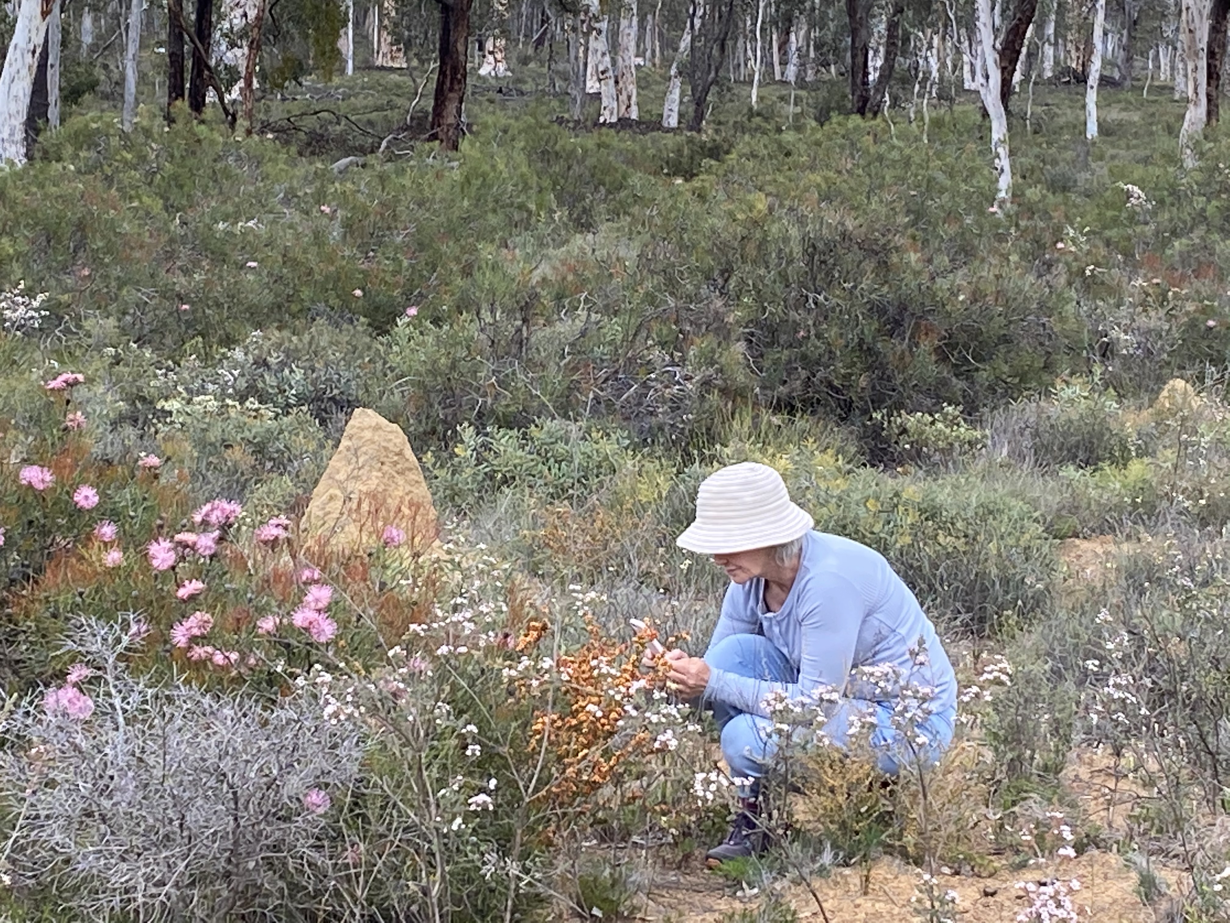 7 Day Outback Wildflower Tour