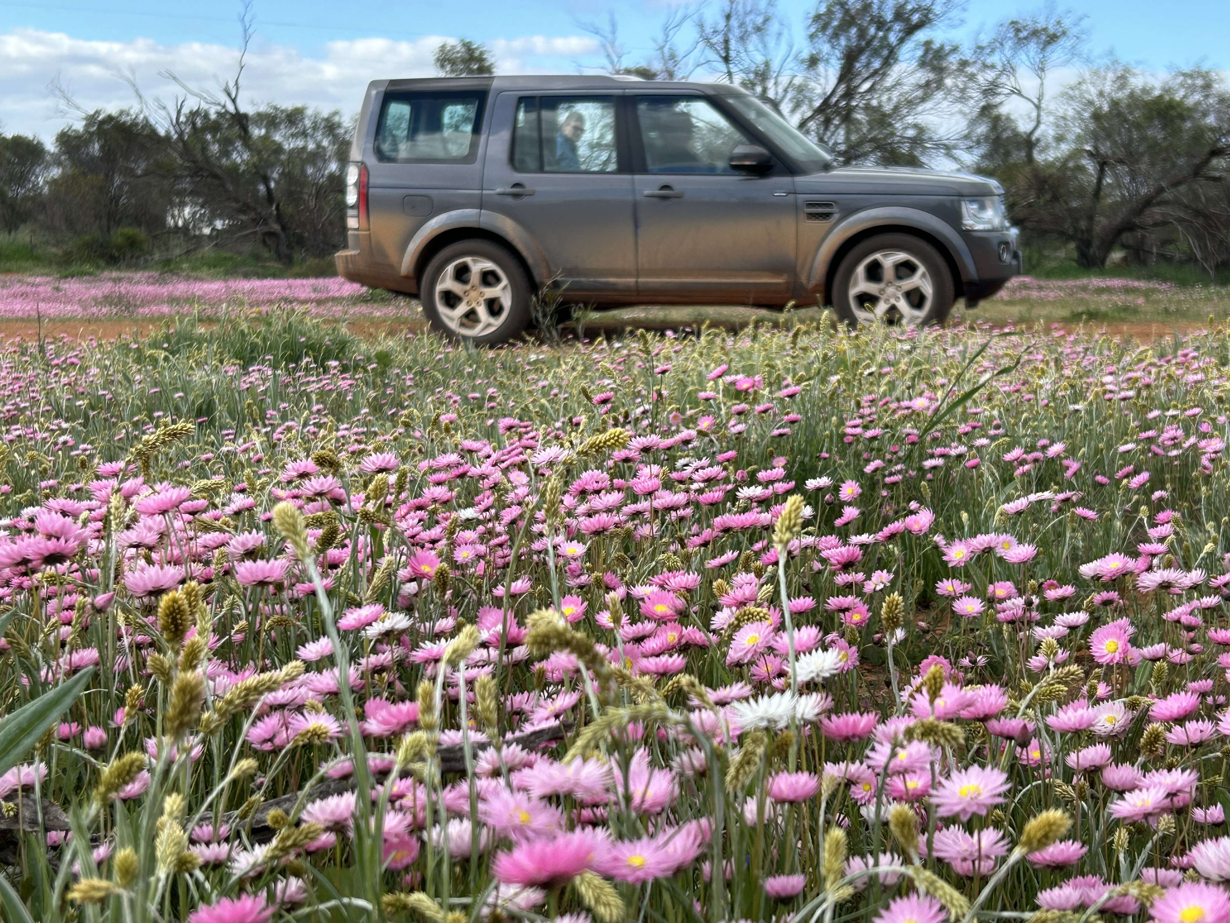 7 Day Outback Wildflower Tour