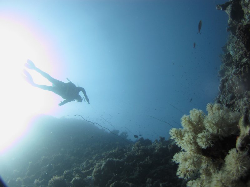 PADI Divemaster Course