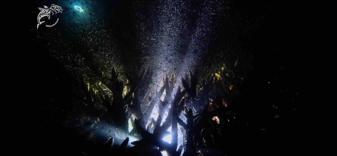 Coral Spawning Guided Night Dive